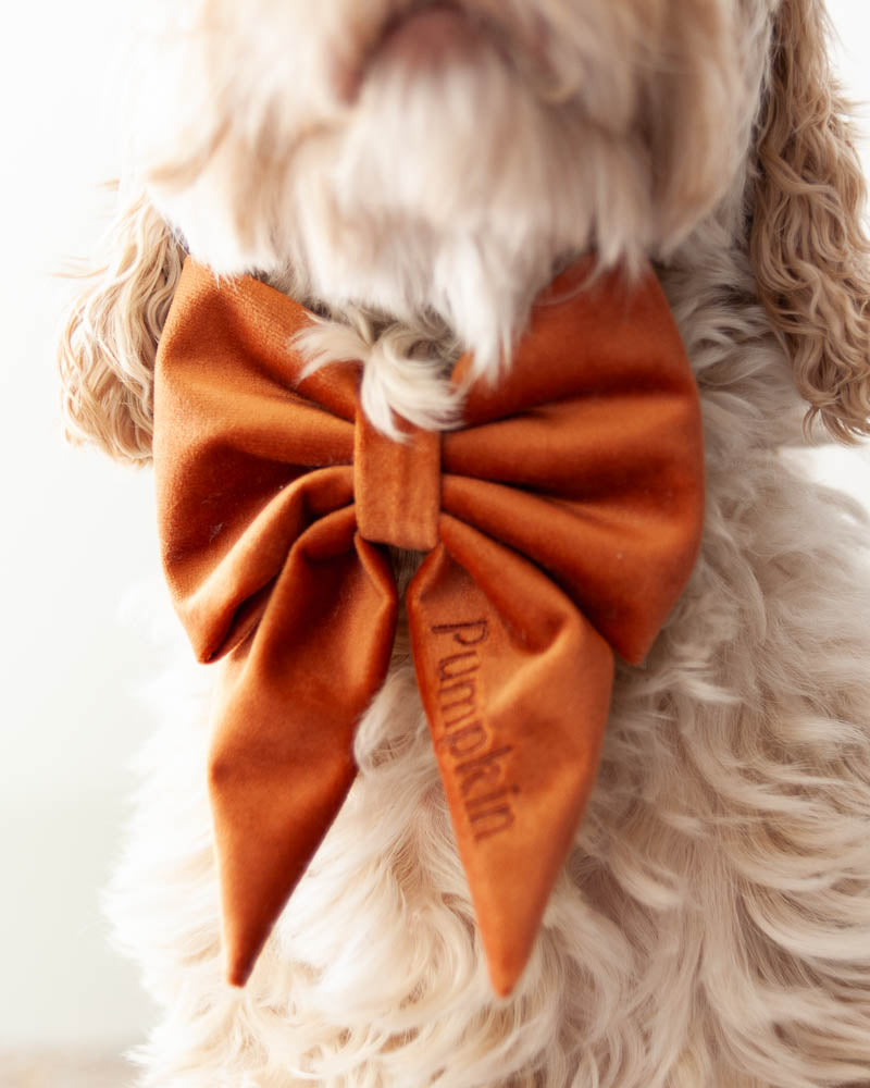 Dog Velvet Bow